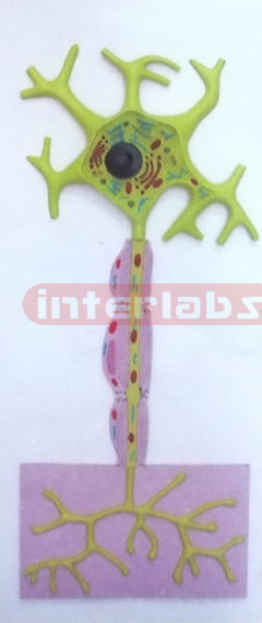 HANGING MOTOR NEURON MODEL